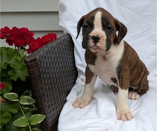 Medium Photo #5 Boxer Puppy For Sale in GOSHEN, IN, USA