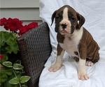 Small Photo #26 Boxer Puppy For Sale in GOSHEN, IN, USA
