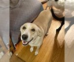 Small Photo #6 Labrador Retriever-Unknown Mix Puppy For Sale in Bellmawr, NJ, USA