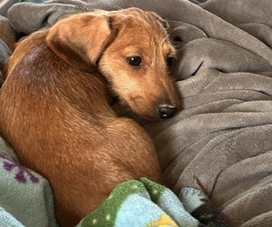 Dachshund Puppy for sale in ANDREWS, IN, USA