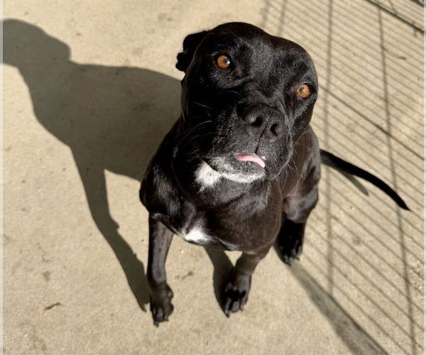 Medium Photo #2 American Pit Bull Terrier Puppy For Sale in Studio City, CA, USA