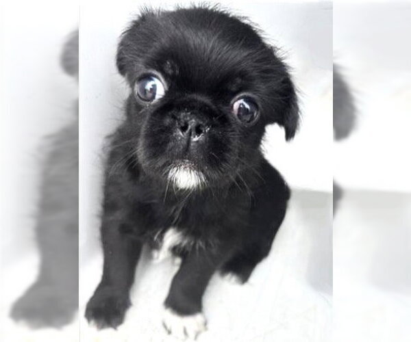 Medium Photo #1 Pug Puppy For Sale in Houston, TX, USA