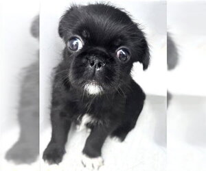Pug Dogs for adoption in Houston, TX, USA