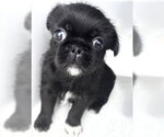 Small Pug