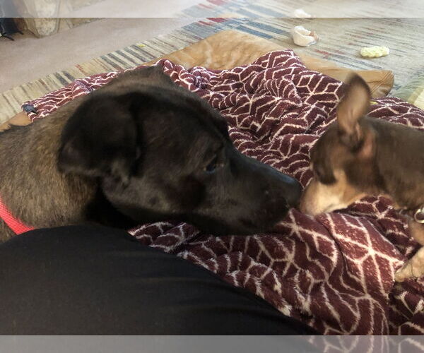 Medium Photo #3 Mutt Puppy For Sale in Decatur, GA, USA