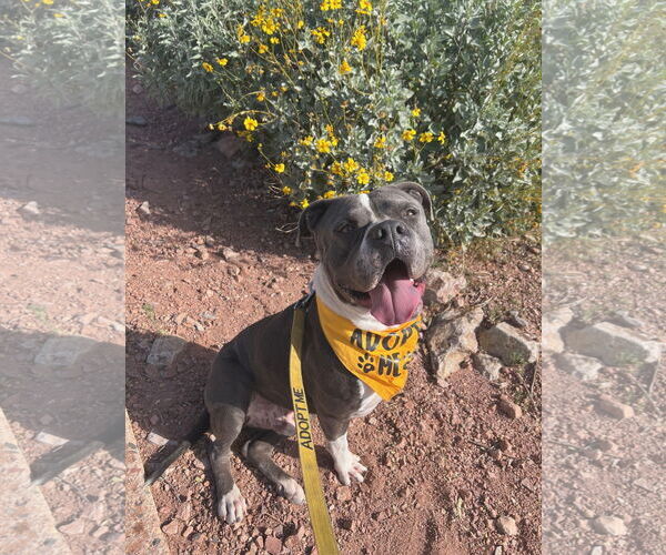 Medium Photo #7 American Staffordshire Terrier-Unknown Mix Puppy For Sale in phoenix, AZ, USA