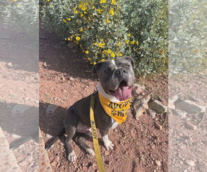 Ghost - Male American Staffordshire Terrier Dog for Adoption - Photo #7