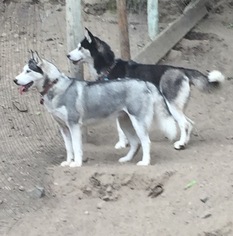 Mother of the Siberian Husky puppies born on 12/24/2017