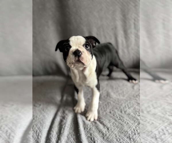 Medium Photo #3 Boston Terrier Puppy For Sale in BRIDGEWATER, NJ, USA
