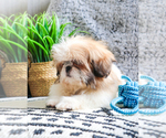 Small Photo #20 Shih Tzu Puppy For Sale in SYRACUSE, IN, USA