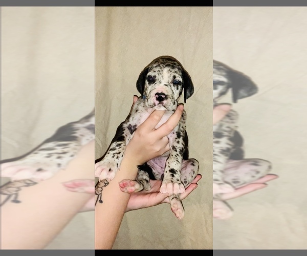Medium Photo #9 Great Dane Puppy For Sale in STAUNTON, VA, USA