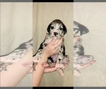 Small Photo #9 Great Dane Puppy For Sale in STAUNTON, VA, USA