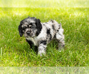 Cocker Spaniel Puppy for sale in NAPPANEE, IN, USA