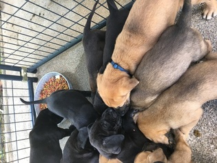 Great Dane Puppy for sale in PAOLI, IN, USA