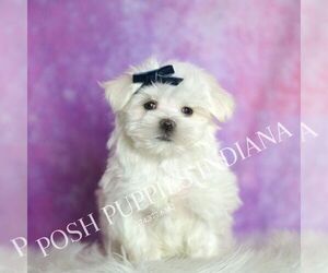 Medium Maltese
