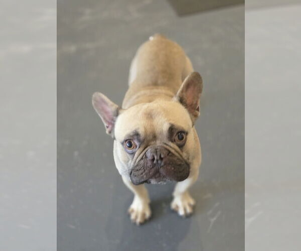 Medium Photo #2 French Bulldog Puppy For Sale in Bardstown, KY, USA
