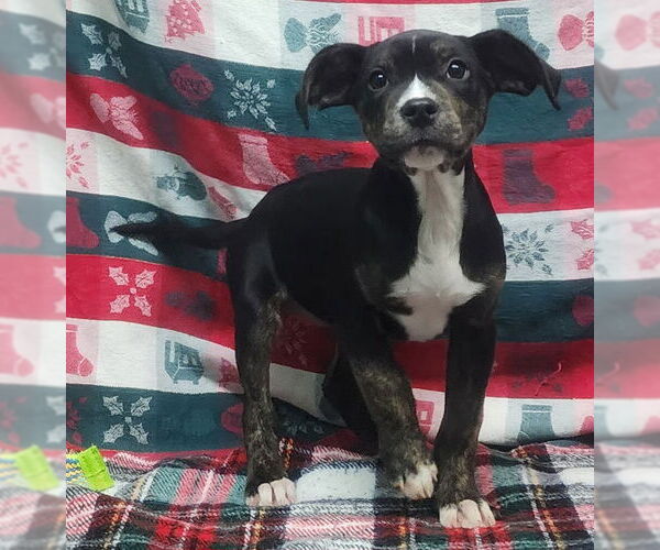 Medium Photo #2 Bulldog-Unknown Mix Puppy For Sale in Wetumpka, AL, USA