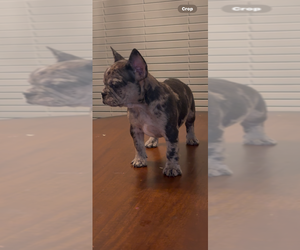 French Bulldog Puppy for sale in ZOLFO SPRINGS, FL, USA