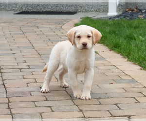Labrador Retriever Puppy for sale in SYRACUSE, IN, USA