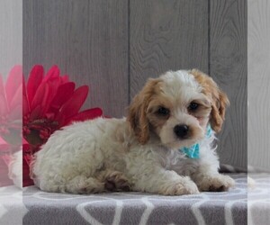 Cavachon-Cavalier King Charles Spaniel Mix Puppy for sale in GORDONVILLE, PA, USA