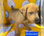 Small #3 Catahoula Leopard Dog Mix