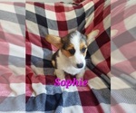Puppy Sophie Pembroke Welsh Corgi