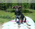 Small #2 German Shepherd Dog
