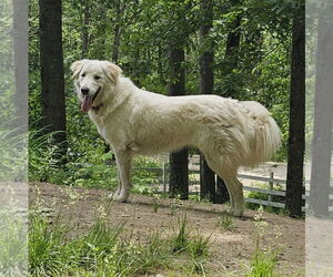 Great Pyrenees-Unknown Mix Dogs for adoption in Croydon, NH, USA