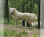 Small Great Pyrenees Mix