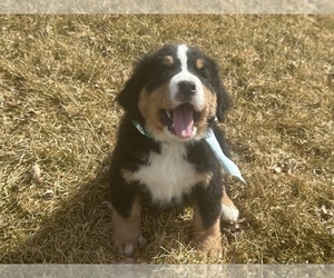Medium Bernese Mountain Dog