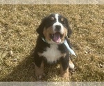 Puppy Isaiah Bernese Mountain Dog