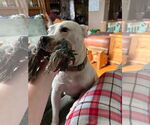 Small #1 American Pit Bull Terrier Mix