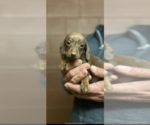 Small Photo #1 Dachshund Puppy For Sale in QUANAH, TX, USA