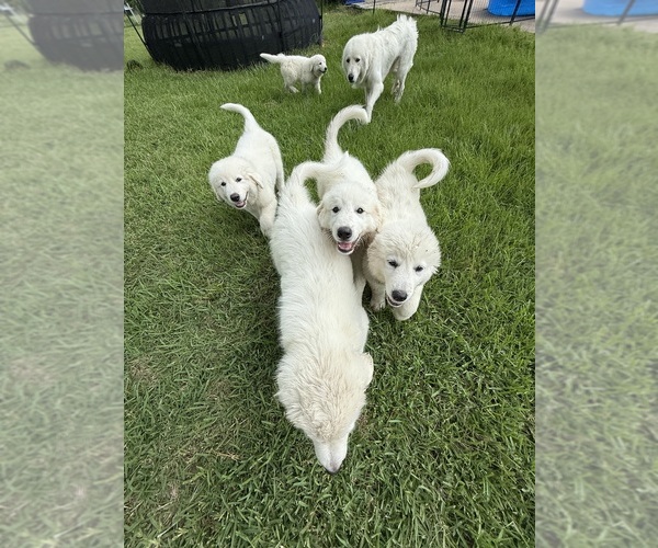 Medium Photo #1 Great Pyrenees Puppy For Sale in BRENHAM, TX, USA
