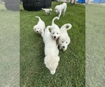Small Great Pyrenees
