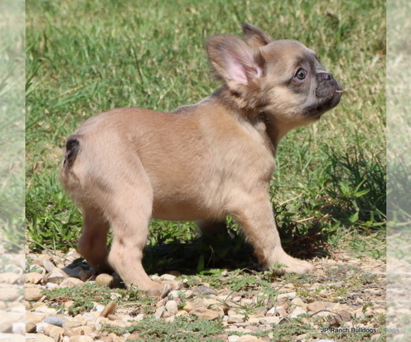 Medium Photo #6 French Bulldog Puppy For Sale in WINNSBORO, TX, USA