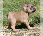 Small Photo #6 French Bulldog Puppy For Sale in WINNSBORO, TX, USA