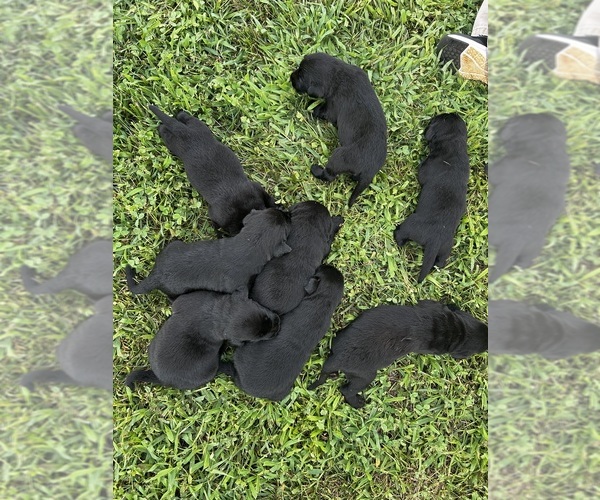 Medium Photo #3 Labrador Retriever Puppy For Sale in AMHERST, VA, USA