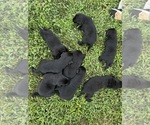 Small #2 Labrador Retriever