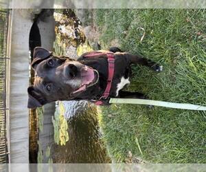 Labrador Retriever-Unknown Mix Dogs for adoption in Santa Barbara, CA, USA