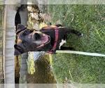 SHADOW - Male Labrador Retriever-Unknown Mix Dog for Adoption - Small photo