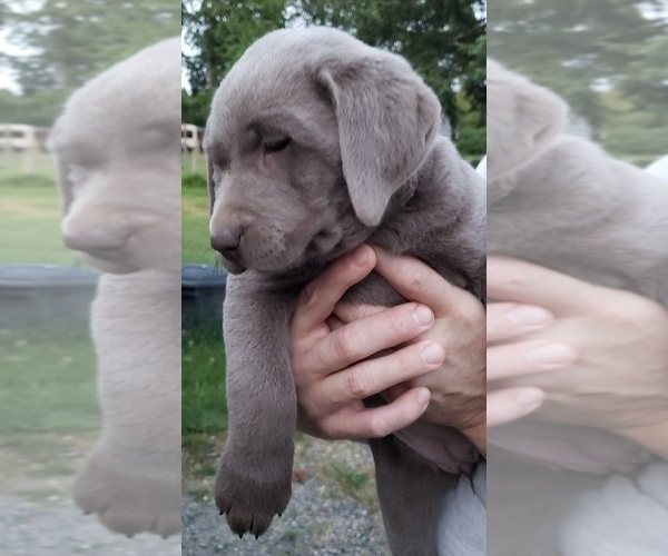 Medium Photo #7 Labrador Retriever Puppy For Sale in OLYMPIA, WA, USA