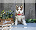 Puppy Nixie Siberian Husky
