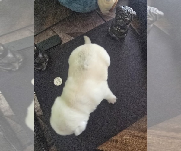 Medium Photo #9 Pug Puppy For Sale in NEW IPSWICH, NH, USA