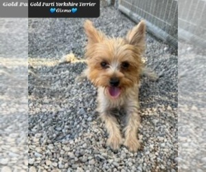 Father of the Yorkshire Terrier puppies born on 09/21/2025