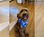 Small Photo #1 Goldendoodle Puppy For Sale in SAN DIEGO, CA, USA