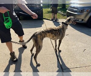 Greyhound Dogs for adoption in Livonia, MI, USA
