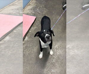 American Pit Bull Terrier Dogs for adoption in Evansville, IN, USA