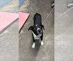 Small American Pit Bull Terrier