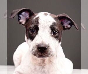 Black Mouth Cur-Border Collie Mix Dogs for adoption in Sheridan, CO, USA